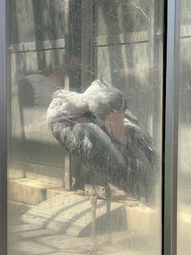 恩賜上野動物園に投稿された画像（2025/4/5）