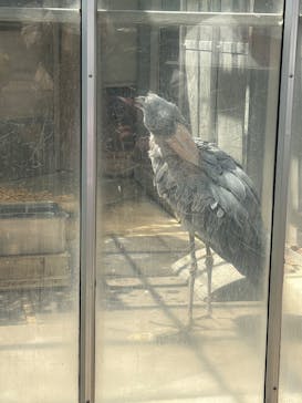 恩賜上野動物園に投稿された画像（2025/4/5）