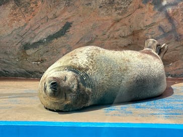 ゼロ距離水族館 伊勢シーパラダイスに投稿された画像（2025/4/5）