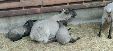 マザー牧場に投稿された画像（2025/4/5）