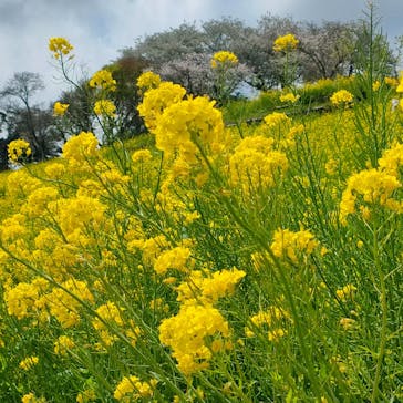 マザー牧場に投稿された画像（2025/4/5）