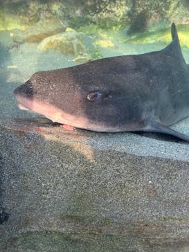 環境水族館アクアマリンふくしまに投稿された画像（2025/4/5）