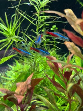 世界淡水魚園水族館　アクア・トトぎふに投稿された画像（2025/4/5）