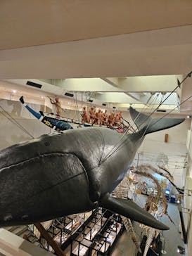 太地町立くじらの博物館に投稿された画像（2025/4/5）