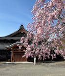 伊勢忍者キングダムに投稿された画像（2025/4/5）