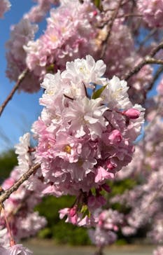 伊勢忍者キングダムに投稿された画像（2025/4/5）