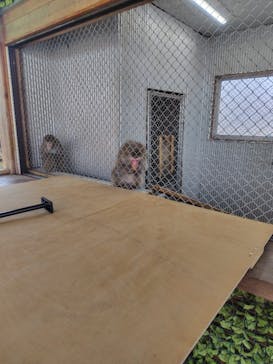 おさるランド＆アニタウン　日光さる軍団劇場に投稿された画像（2025/4/5）