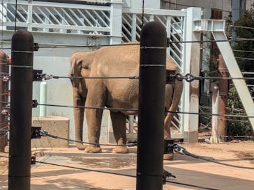 恩賜上野動物園に投稿された画像（2025/4/5）
