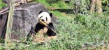 恩賜上野動物園に投稿された画像（2025/4/5）