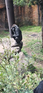 恩賜上野動物園に投稿された画像（2025/4/5）
