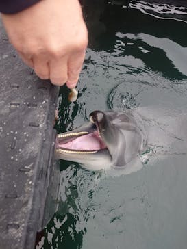 太地町立くじらの博物館に投稿された画像（2025/4/5）