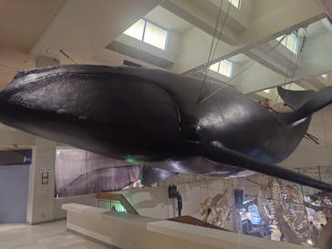 太地町立くじらの博物館に投稿された画像（2025/4/5）