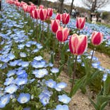 万博記念公園に投稿された画像（2025/4/5）