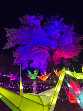 伊豆高原グランイルミに投稿された画像（2025/4/5）