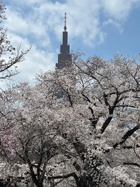 新宿御苑に投稿された画像（2025/4/5）