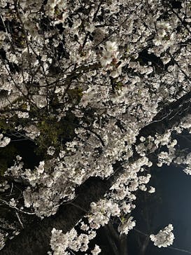 大阪城公園 西の丸庭園に投稿された画像（2025/4/5）