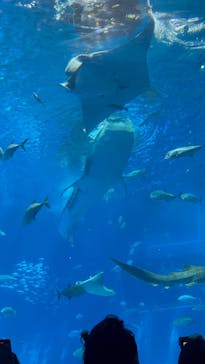 沖縄美ら海水族館に投稿された画像（2025/4/5）