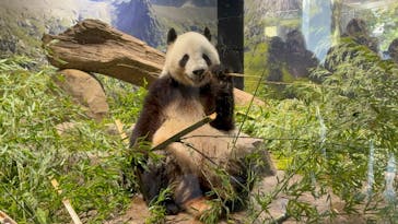 恩賜上野動物園に投稿された画像（2025/4/5）