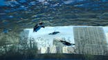 サンシャイン水族館に投稿された画像（2025/4/5）