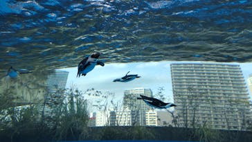 サンシャイン水族館に投稿された画像（2025/4/5）