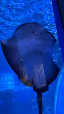 横浜・八景島シーパラダイス　プレジャーランドに投稿された画像（2025/4/5）