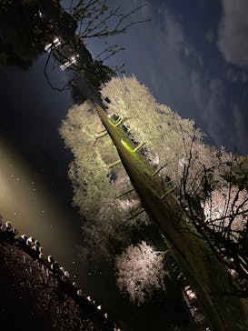 三溪園に投稿された画像（2025/4/5）