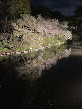 三溪園に投稿された画像（2025/4/5）