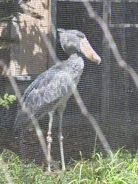 恩賜上野動物園に投稿された画像（2025/4/5）