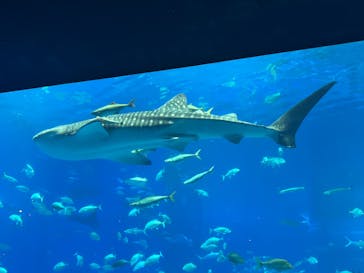 沖縄美ら海水族館に投稿された画像（2025/4/5）