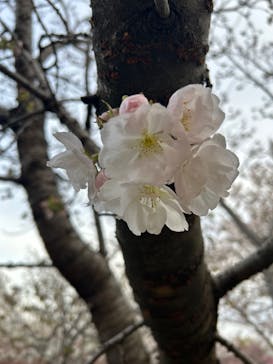 名古屋市東山動植物園に投稿された画像（2025/4/5）