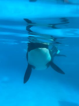 鴨川シーワールドに投稿された画像（2025/4/5）