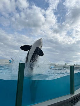 鴨川シーワールドに投稿された画像（2025/4/5）