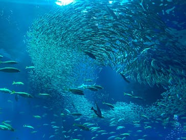 アクアワールド茨城県大洗水族館に投稿された画像（2025/4/5）