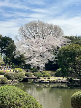 新宿御苑に投稿された画像（2025/4/5）