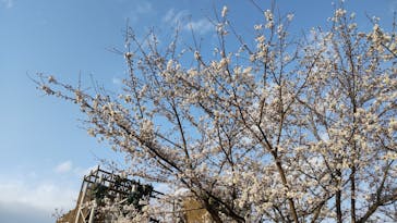 モビリティリゾートもてぎに投稿された画像（2025/4/5）