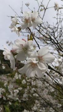 仙巌園に投稿された画像（2025/4/5）