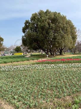 万博記念公園に投稿された画像（2025/4/5）