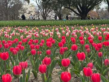 万博記念公園に投稿された画像（2025/4/5）