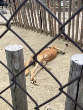 名古屋市東山動植物園に投稿された画像（2025/4/5）