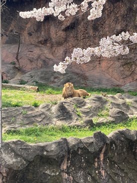 名古屋市東山動植物園に投稿された画像（2025/4/5）