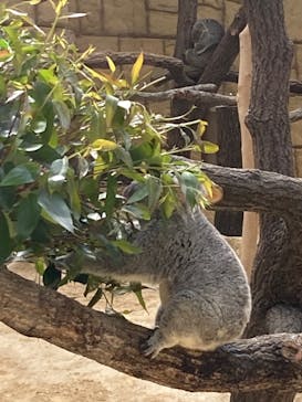 名古屋市東山動植物園に投稿された画像（2025/4/5）