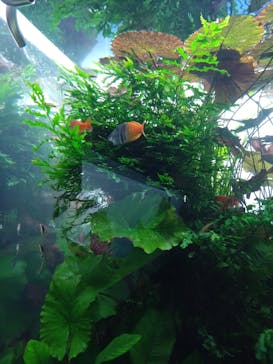 すみだ水族館に投稿された画像（2025/4/5）