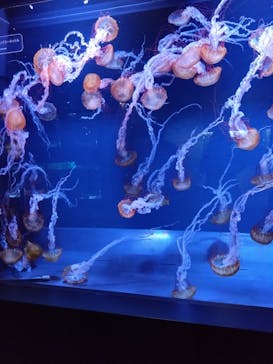 すみだ水族館に投稿された画像（2025/4/5）