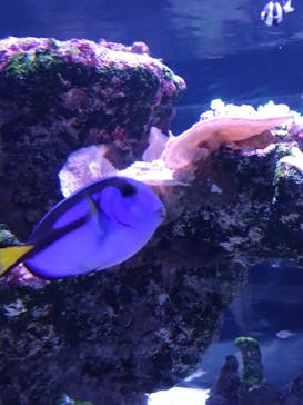 すみだ水族館に投稿された画像（2025/4/5）