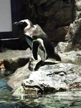 すみだ水族館に投稿された画像（2025/4/5）