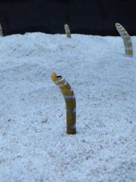 すみだ水族館に投稿された画像（2025/4/5）
