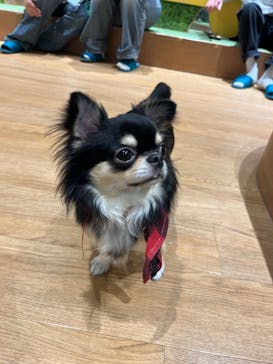 いぬカフェRio 新宿店に投稿された画像（2025/4/5）