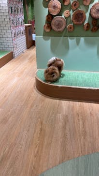 いぬカフェRio 新宿店に投稿された画像（2025/4/5）