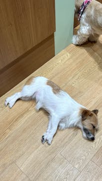 いぬカフェRio 新宿店に投稿された画像（2025/4/5）