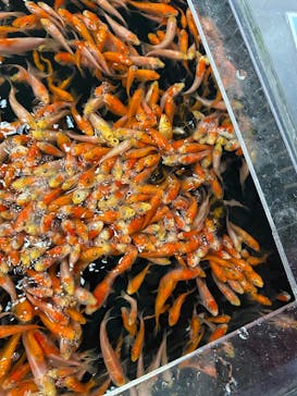 いきもの探検隊上尾に投稿された画像（2025/4/5）